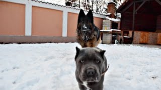 Se joaca sau se bat? | German Shepard and Cane Corso