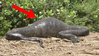 Anaconda के पेट में इंसान | I What Happen If You Are Swallowed By An Anaconda