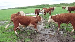 ДРУЗЬЯ - ГЕРЕФОРДЫ. 11 мая 2019 года. #дикфарм #dikfarm