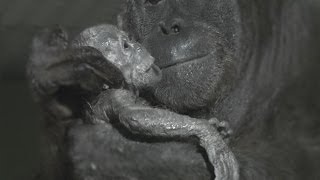 World first - Orangutan birth captured live on camera at Durrell