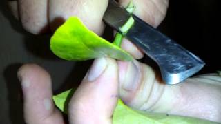 Щеплення кумкват Обовата на дичку лимона. Grafting Fortunella Obovata to wildings lemon.