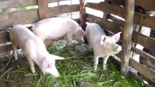 Размышления о добавках и скорости роста белых свиней.