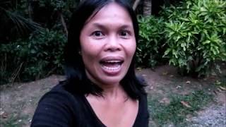 Marife Dogs Kittens Birds Butterfly