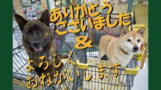 サブチャンネル?開設と今後の方向性のお話です＝！【甲斐犬・柴犬】