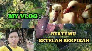 KONDISI ANGSA YANG CANTIK SETELAH LAMA DITINGGAL. KEBERSIHAN KANDANG UNTUK KESEHATAN TERNAK.