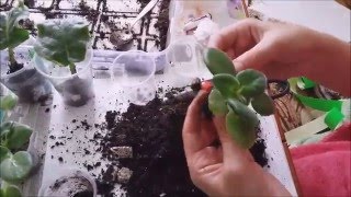 Фиалка. Как пересадить детку в свежую землю. Для новичков.