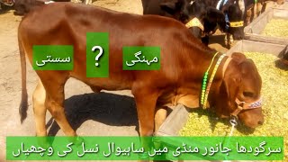 Sahiwal Fresigen Jarsy Wachian for sale Sargodha Janwar Mandi 12/03/2019