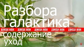 Разбора галактика, Galaxy Rasbora, Celestichthys margaritatus, Danio margaritatus, Zierfische, 觀賞魚