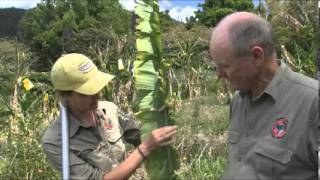 Banana Bunchy Top disease in Australia