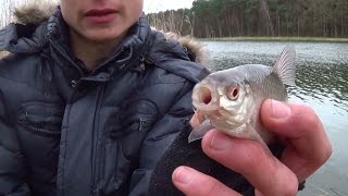 Płotki na feeder - Wędkarstwo gruntowe / Jezioro  HD
