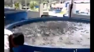 Как кормят рыбу в Китаи