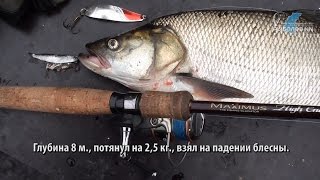 На Волге под Фокино. Рыбалка на спиннинг. Ловим жереха и щуку.