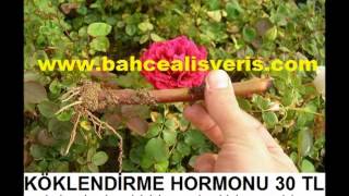 çelik köklendirme hormonu,dal köklendirme hormonu,köklendirme hormonu