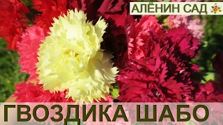 ГВОЗДИКА Шабо. 2. Высадка и ЦВЕТЕНИЕ // Carnation. 2. Planting and flowering
