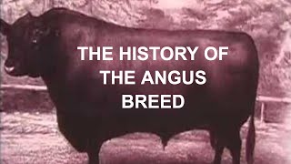 Angus Cattle History: The History of the Angus Breed in America