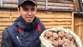 Заготовка кедрового ореха
