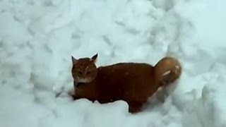 Коты играют в снегу
