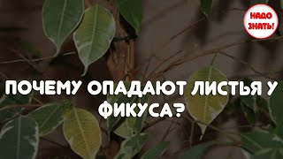 Почему опадают листья у фикуса?