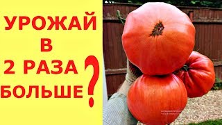 Можно ли УВЕЛИЧИТЬ урожай ТОМАТОВ в ДВА раза?