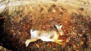 Открытие на зайца. Заяц, вальдшнеп и много интересного - Охота на зайца / Hare hunting