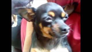 recover my dogs the movie lady & tramp 2 always there