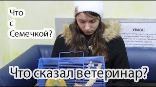 Что с Семечкой
