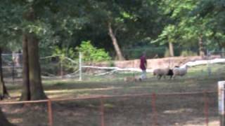 herding PT Birdsboro PA - Jack