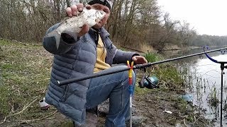 Жирная густера на реке Донец,рыбалка на фидер,русло,ранняя весна.