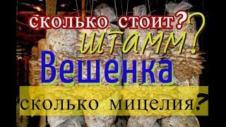 Вешенка.Штамм?Сколько мицелия?Стоимость Грибов и Блоков Себестоимость.Трудности выращивания ч.2