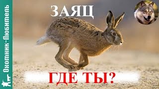 Где искать зайца на охоте?