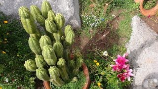 San Pedro and Sacred Knowledge; Eric's Journey Part II