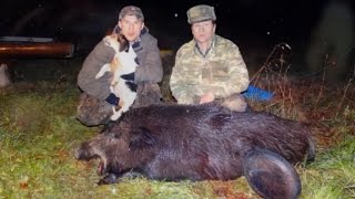 boar hunting. охота на кабана. Одинокий секачок !!!