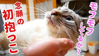 飛びつき抱っこをせがむ猫をモフったらガチで大変なことに…