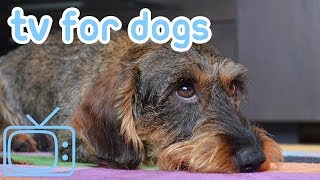 TV for Dogs! Calm Your Dog with TV & Relaxing Music! NEW 2018!