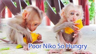 Super Hungry Baby Niko / Pity Baby Niko 3 Months Old But Still Thinly & So Small