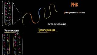Репликация ДНК, транскрипция и трансляция РНК (видео 13)  | Макромолекулы | Биология
