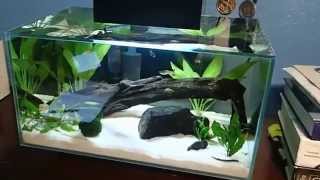 Fluval edge final update!