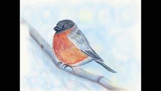Снегирь Рисование поэтапно карандашом #howtodraw a bullfinch Step by step drawing
