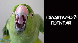 АНЕКДОТ про попугая!