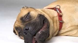 Бульмастиф (Bullmastiff). Породы собак (Dog Breed)