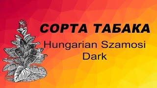 СОРТ ТАБАКА HUNGARIAN SZAMOSI DARK. Семена табака.