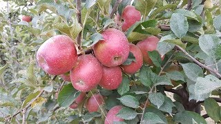 Яблоня Синап Алматинский
