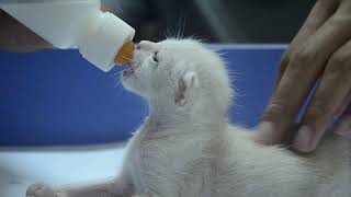 Kittens bottle feeding - anak kucing menyusu botol