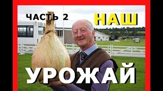 УРОЖАЙ ЛУКА СЕВКА / Когда копать лук / РЕЗУЛЬТАТ ВАС ПОРАЗИТ / When to dig an onion