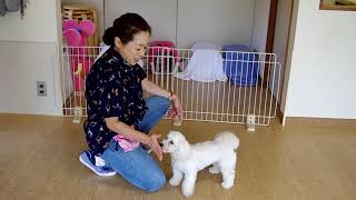 めいちゃんのホフク前進