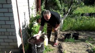 Лучшая подкормка для растений, с Кумицким Олегом Петровичем.