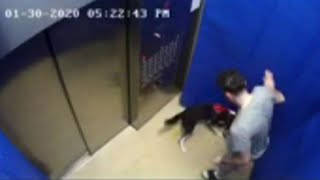 Surveillance video captures man abusing dog inside elevator