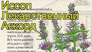 Иссоп лекарственный Аккорд. Краткий обзор, описание характеристик hyssópus officinális