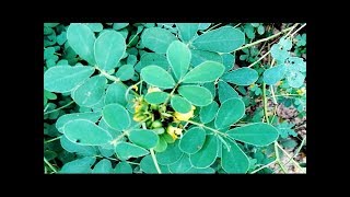 এই গাছ আগাছা ভেবে ফেলে না দিয়ে চুপ করে তুলে নিজের কাছে রাখুন,এর উপকার শুনলে চোখ কপালে উঠে যাবে আপনার