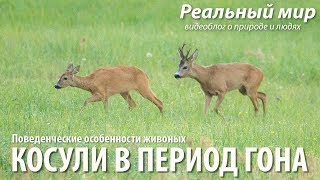 Косули в период гона. Европейская косуля (Capreolus capreolus).